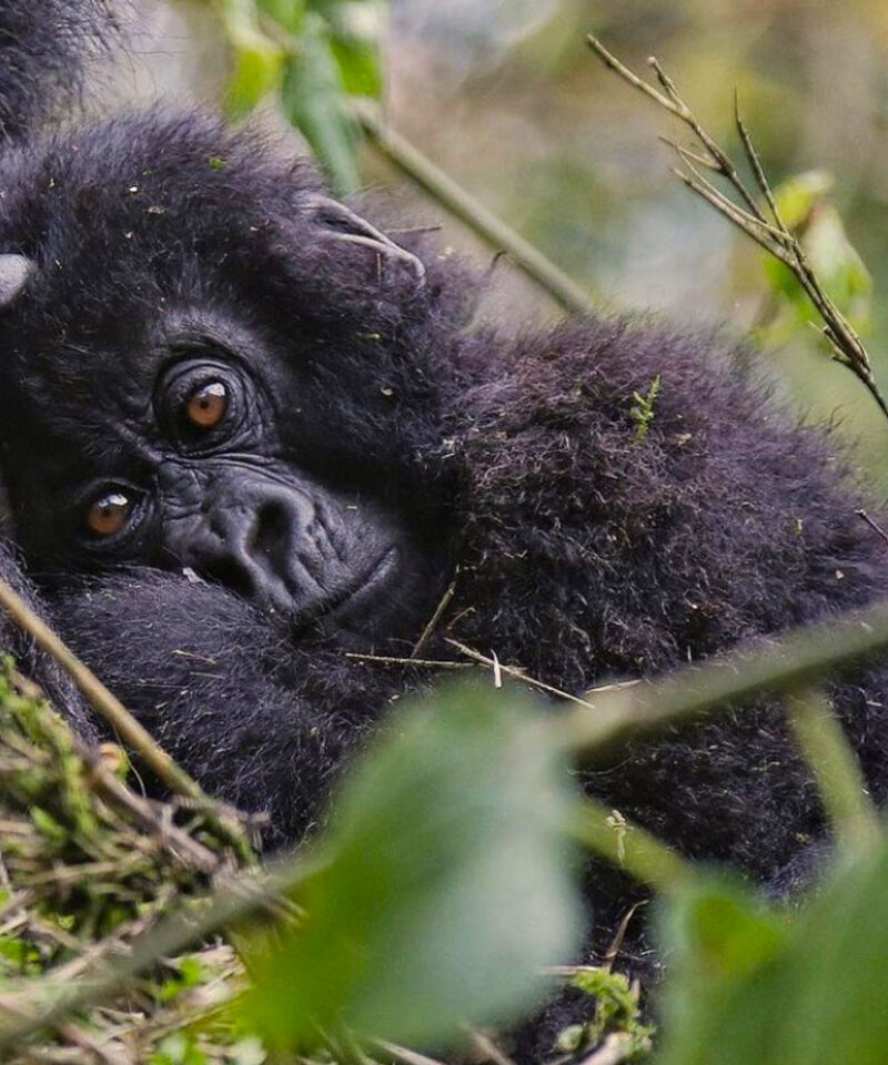 3-days-rwanda-gorilla-safari