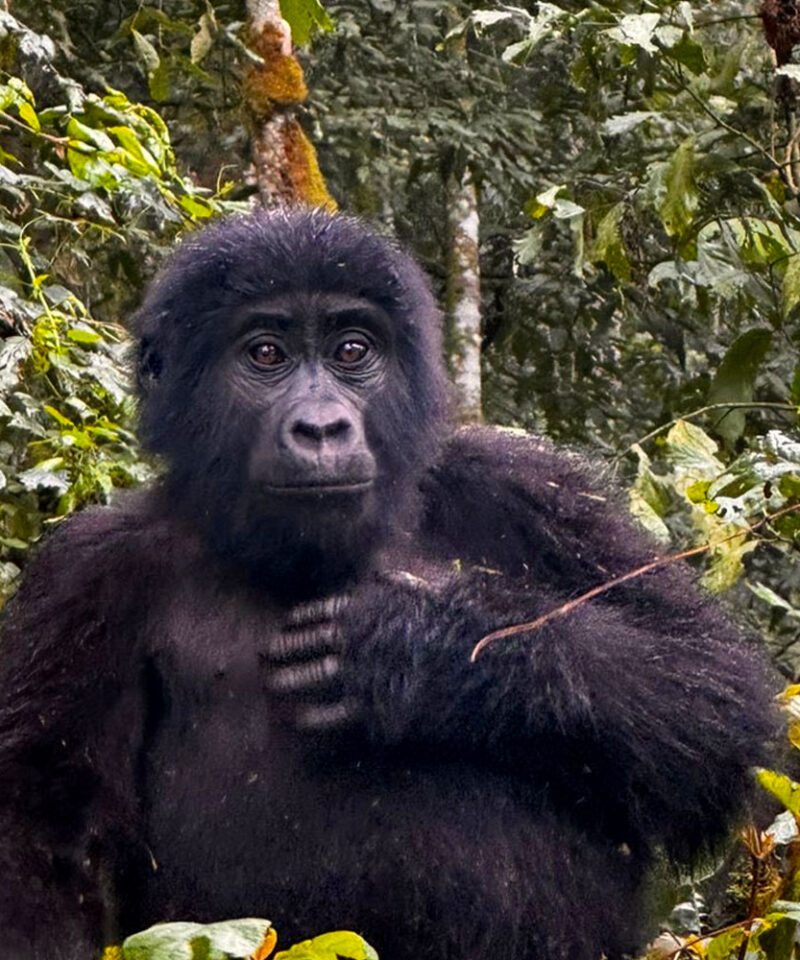 5-days-gorillas-golden-monkey-trek-rwanda