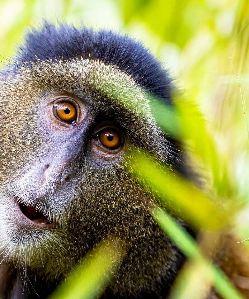 Footsteps of Golden Monkeys