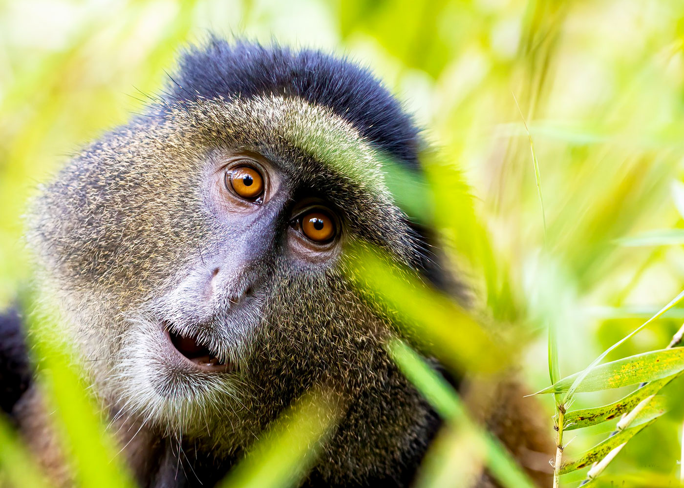 Footsteps of Golden Monkeys
