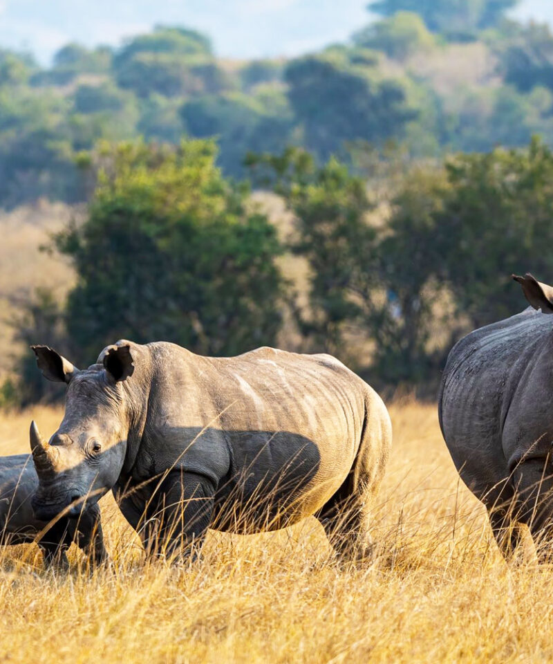 5-days-big-game-safari-in-rwanda