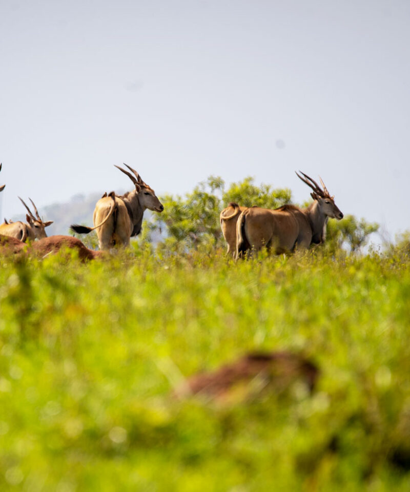 5-days-kidepo-flying-luxury-safari