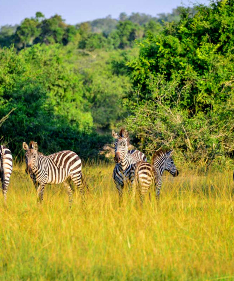 6-days-lake-mburo-gorillas-in-uganda