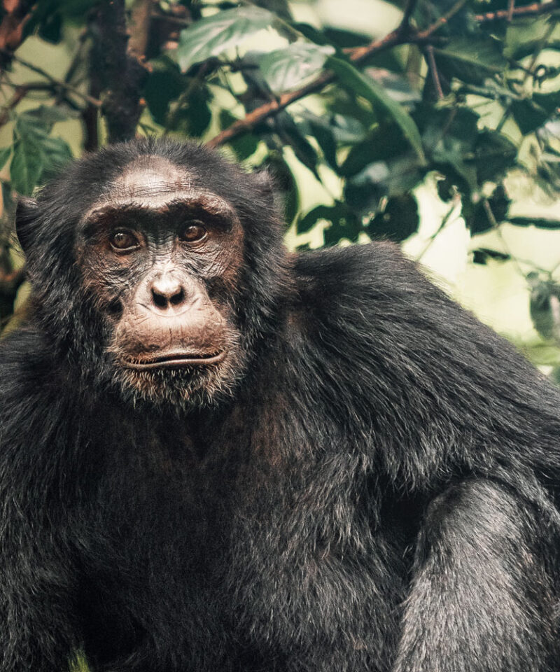 6-days-murchison-falls-kibale-chimp-trek