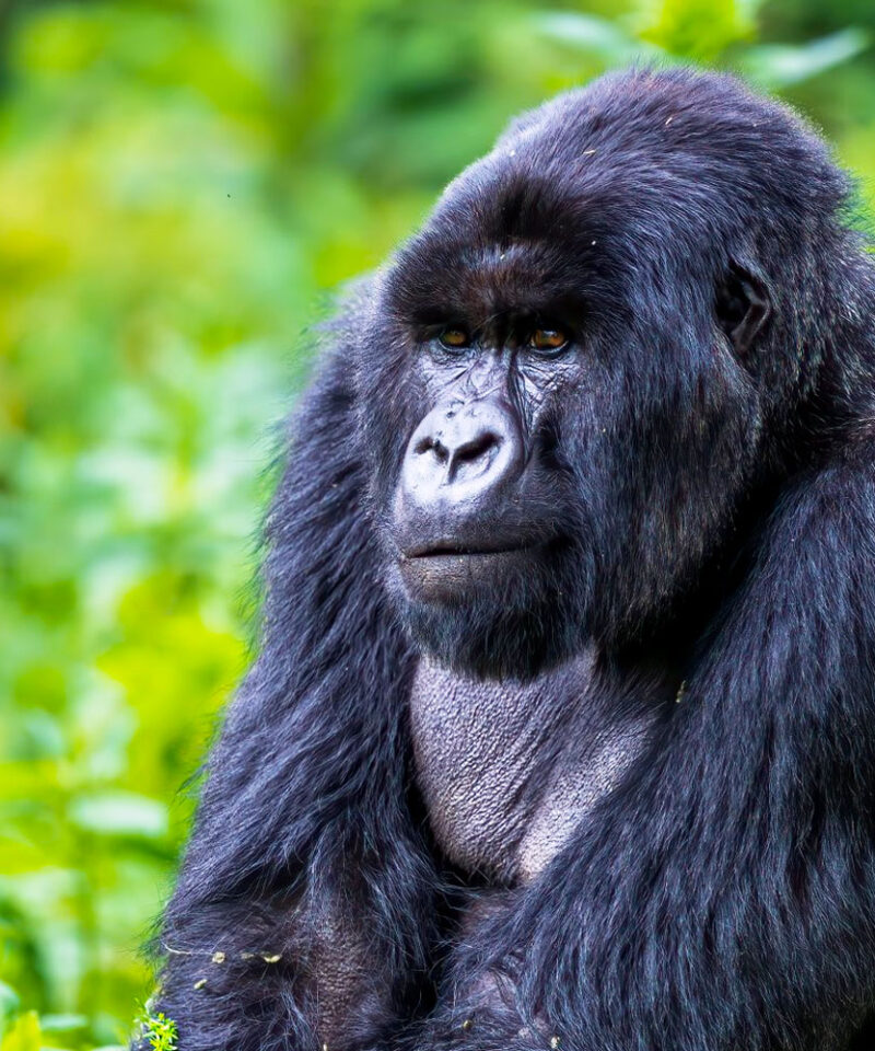 Best Places to Visit in Uganda & Rwanda