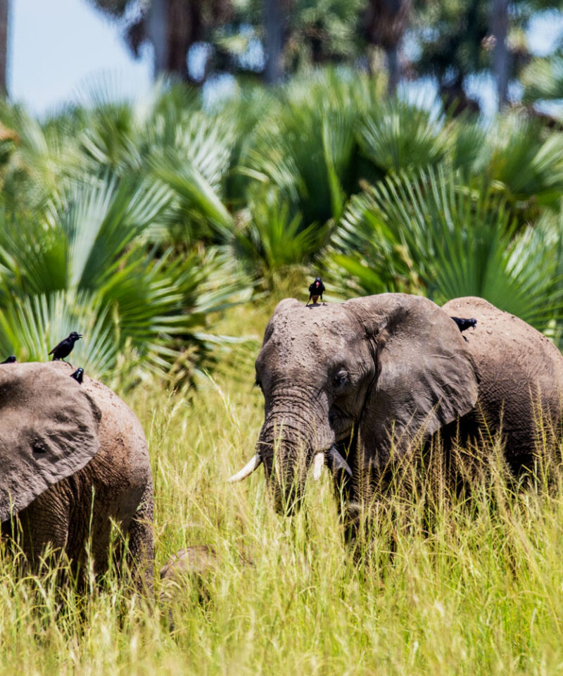 6-days-ugandas-wildlife-safari