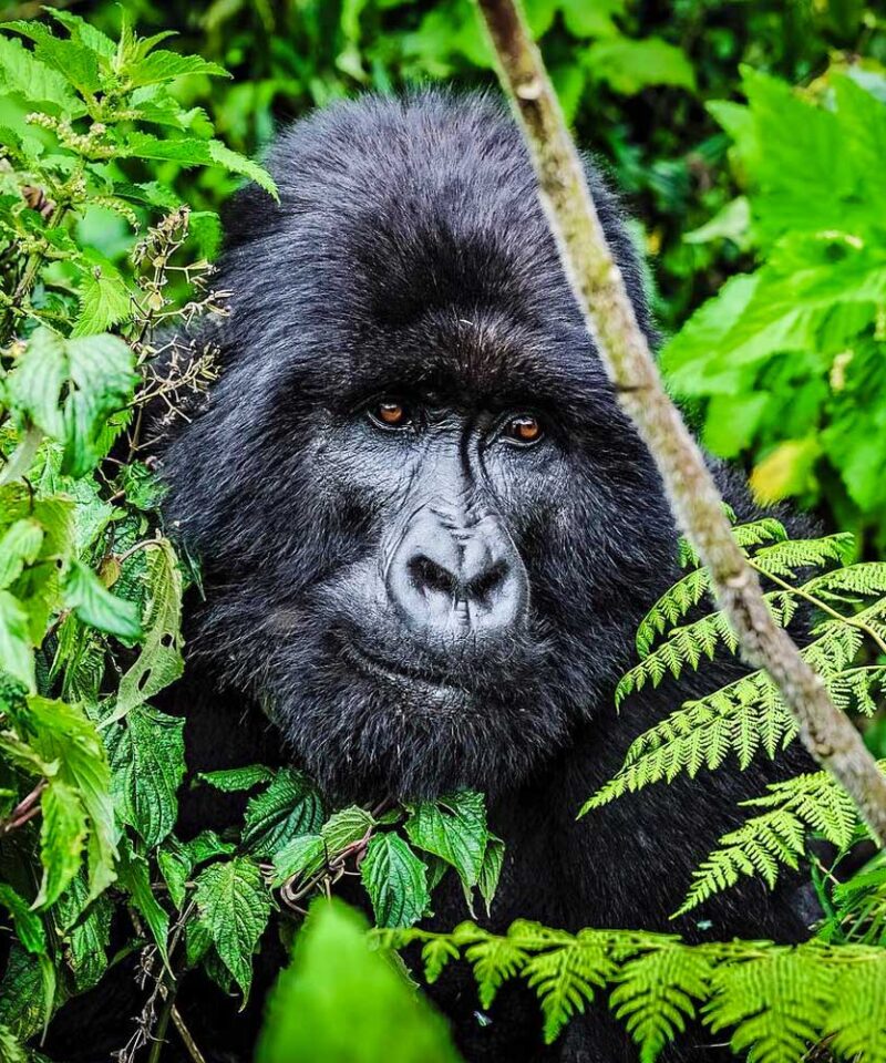 Gorilla Habituation in Uganda