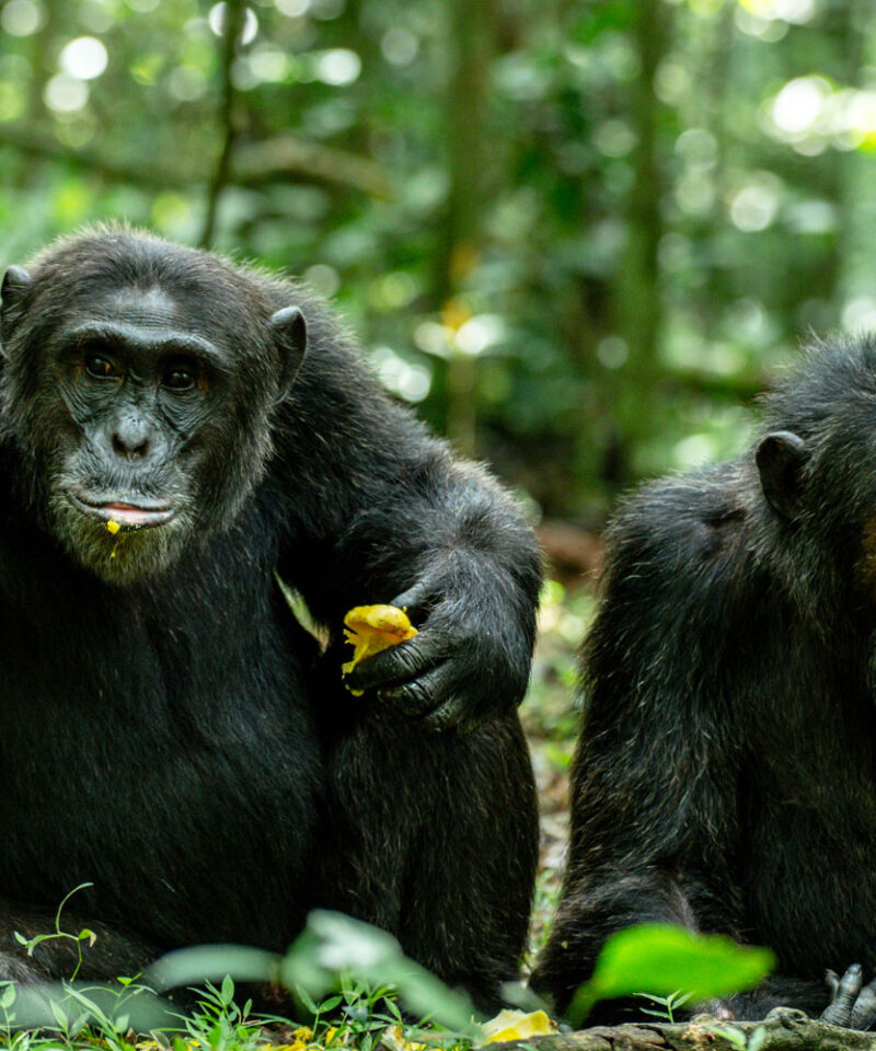 Luxury Chimp Trek in Kibale Forest 