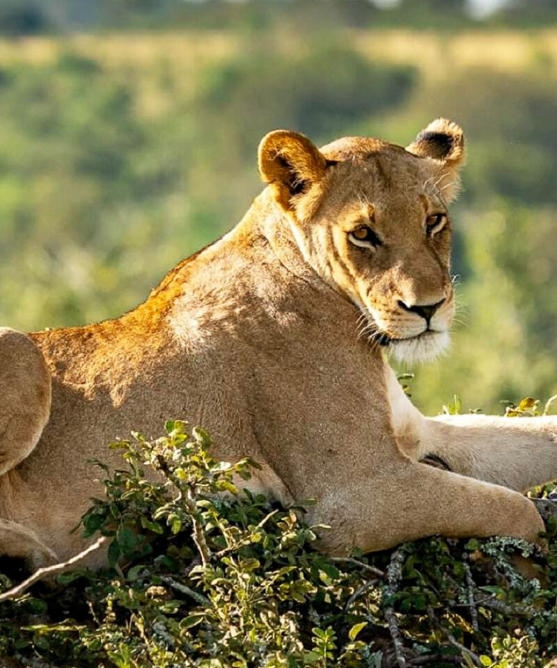 9-days-big-game-safari-rwanda-uganda