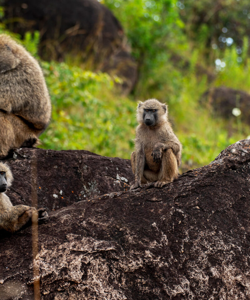 9-days-kidepo-murchison-falls-kibale-chimpanzees