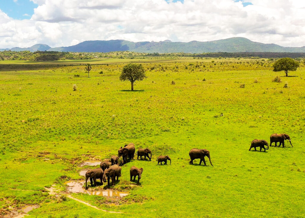 3-day-fly-in-kidepo-valley-national-park-safari