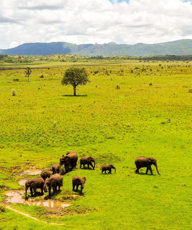 3-day-fly-in-kidepo-valley-national-park-safari