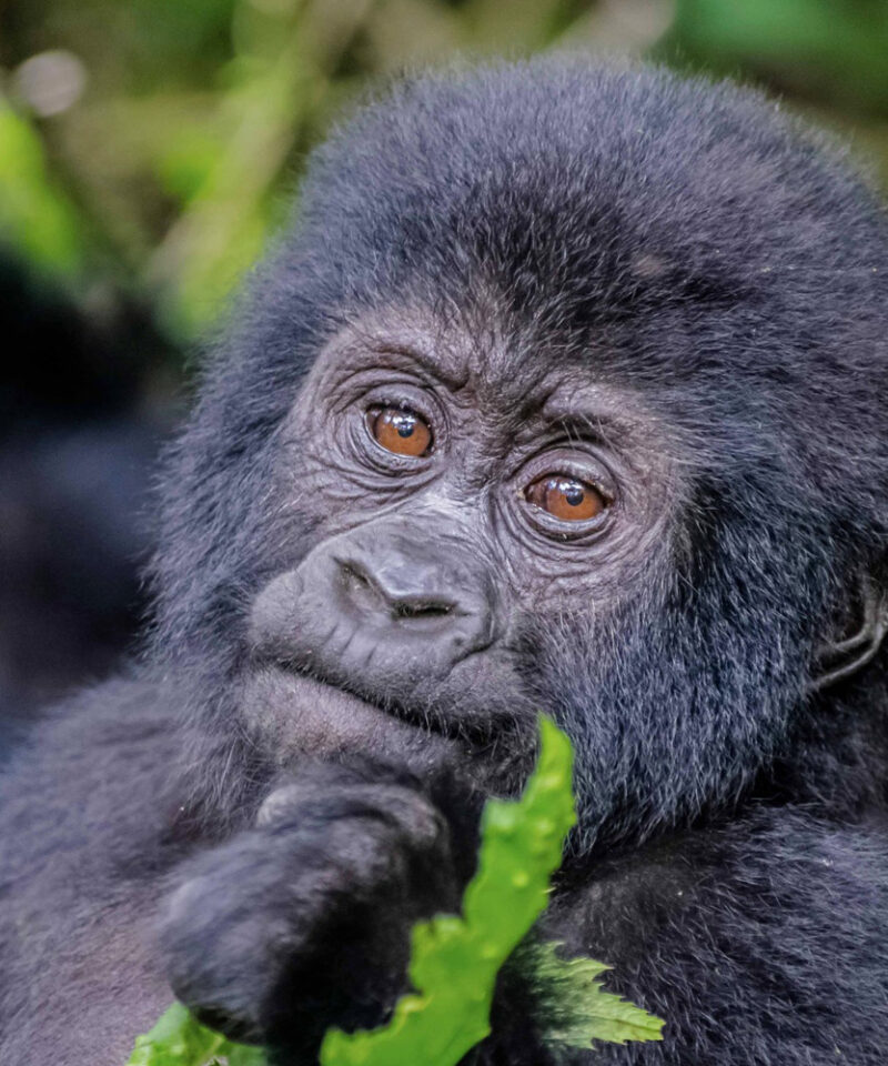 Is Rwanda A Safe Destination To Visit In 2025