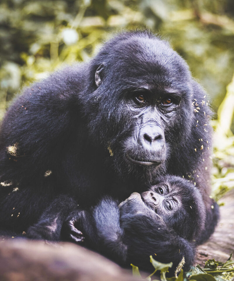 6-days-habituation-in-kibale-queen-elizabethlion-experiential-bwindi-gorilla-habituation