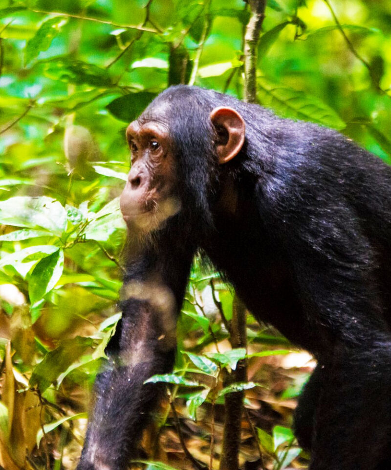 7-days-kibale-habituation-bwindi-habituation-mgahinga-golden-monkey-habituation-safari