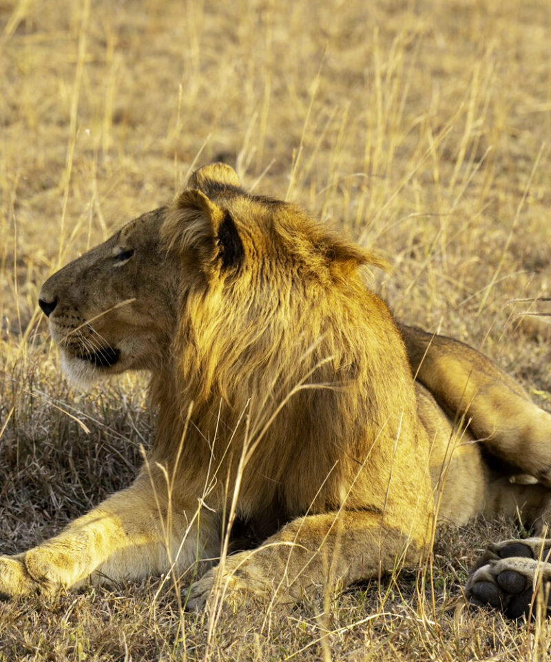 8-days-habituation-in-kibale-queen-elizabeth-lion-experiential-bwindi-mgahinga