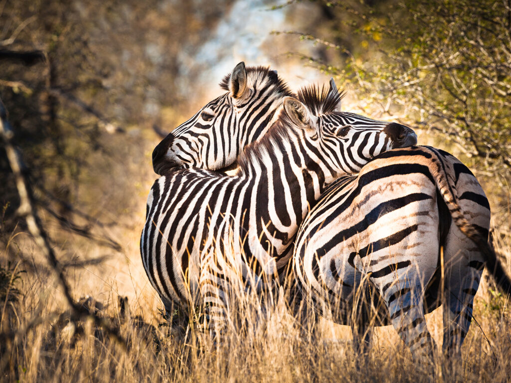 11 Days Kenya Extended Wildlife Safari