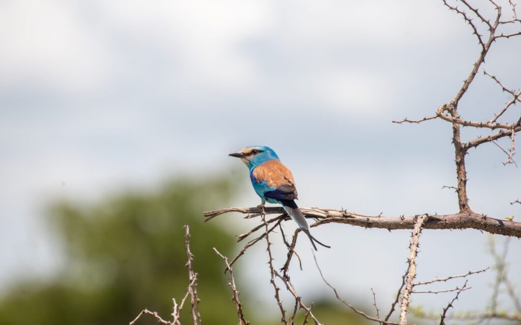 Kenya Birding Safari