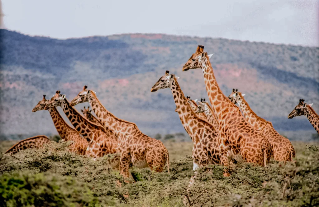 Kenya Experience in Masaai Mara National Park