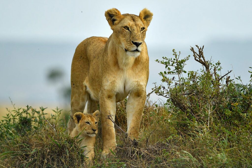 Kenya Wildlife Safaris