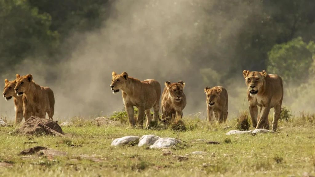 Masai Mara Lions
