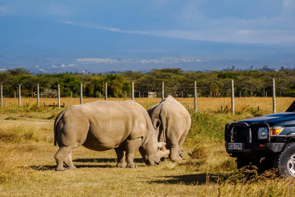 Ol Pejeta Wildlife Conservancy