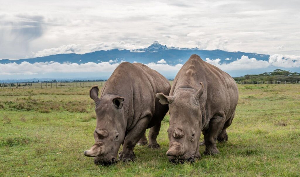 Rhinos In Samburu National Reserve
