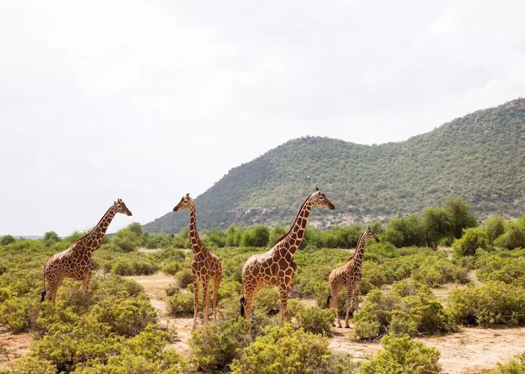 Samburu National Park