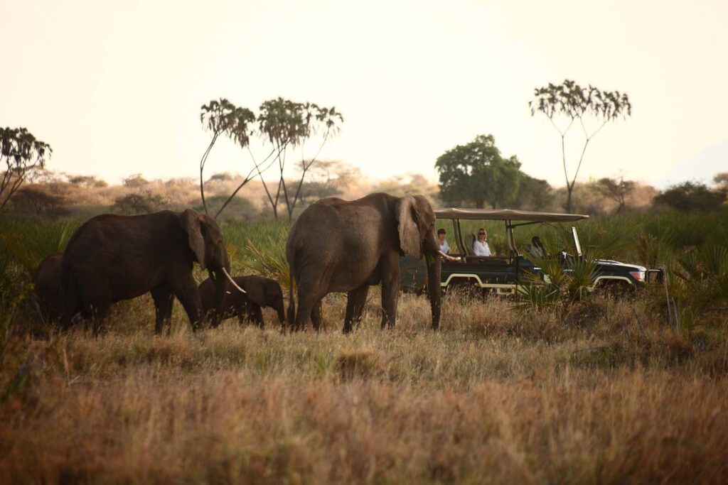 14 Days Kenya Premium Safari Adventure