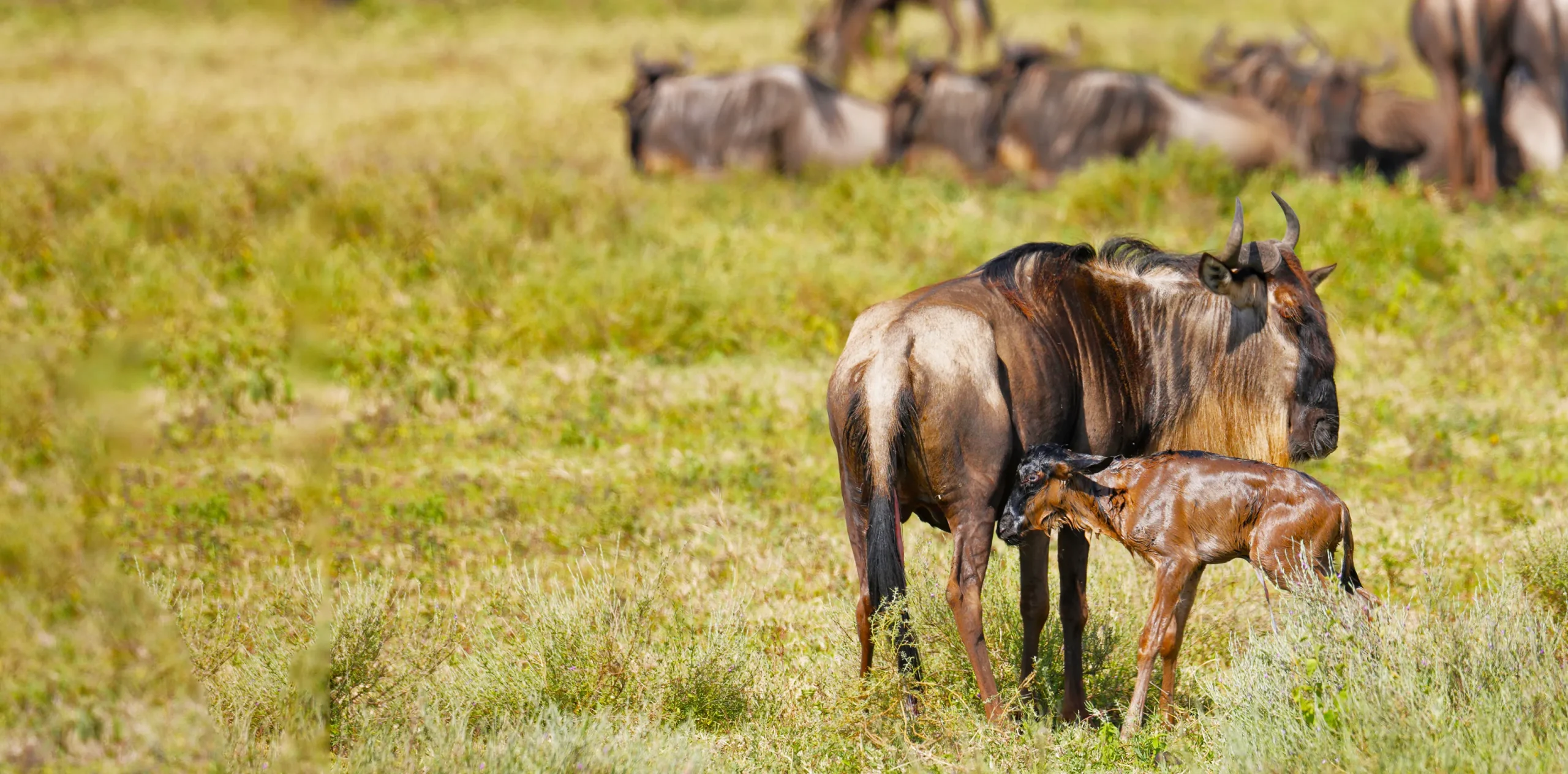 6 Days Serengeti Migration Safari
