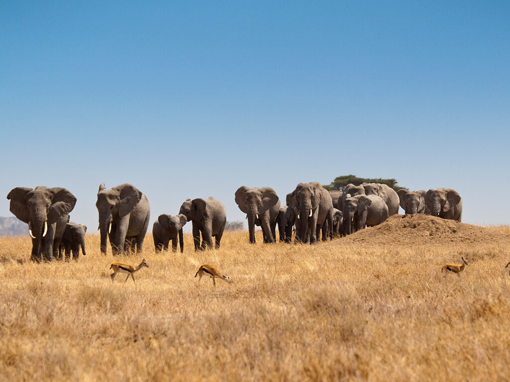 Journeys Kenya Safari-