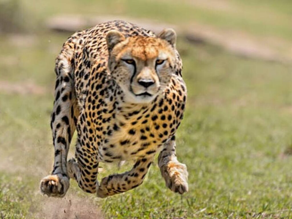 Kenya Explorer Safari Holiday