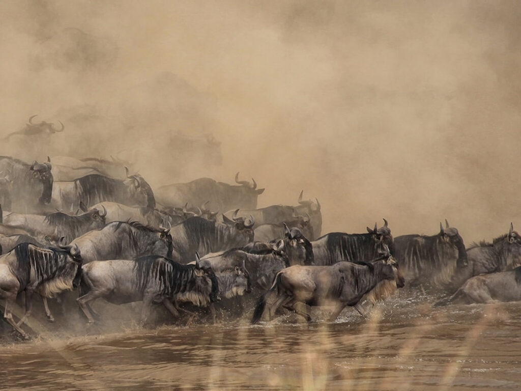 Kenya Safari Holiday Nairobi