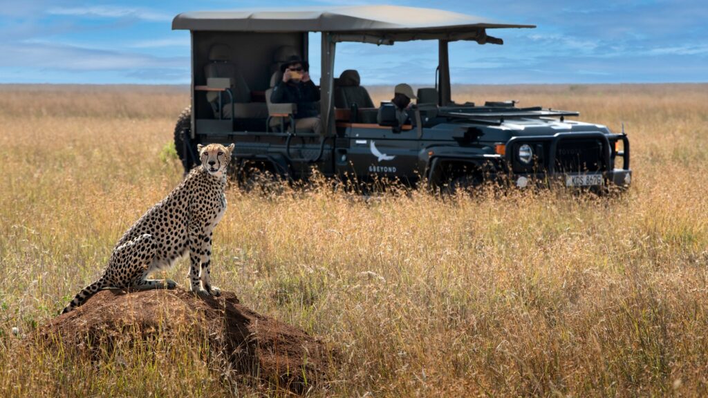 Kenya Suyian Conservancy Game Drive Cheetah