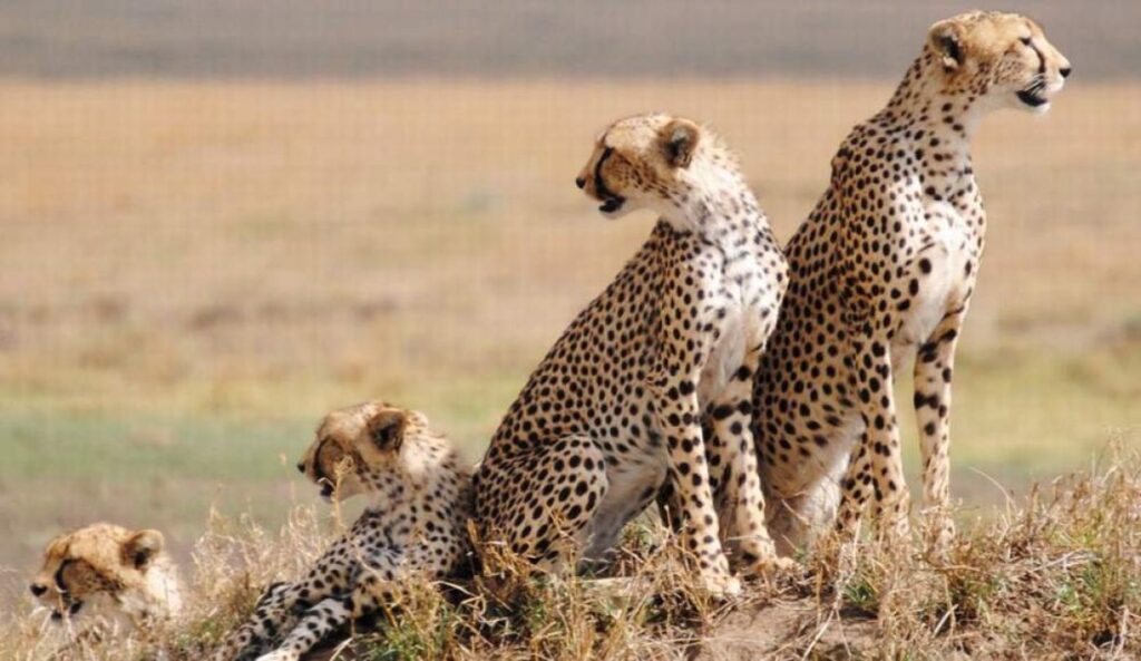 Kenya Wildlife Safari Holiday