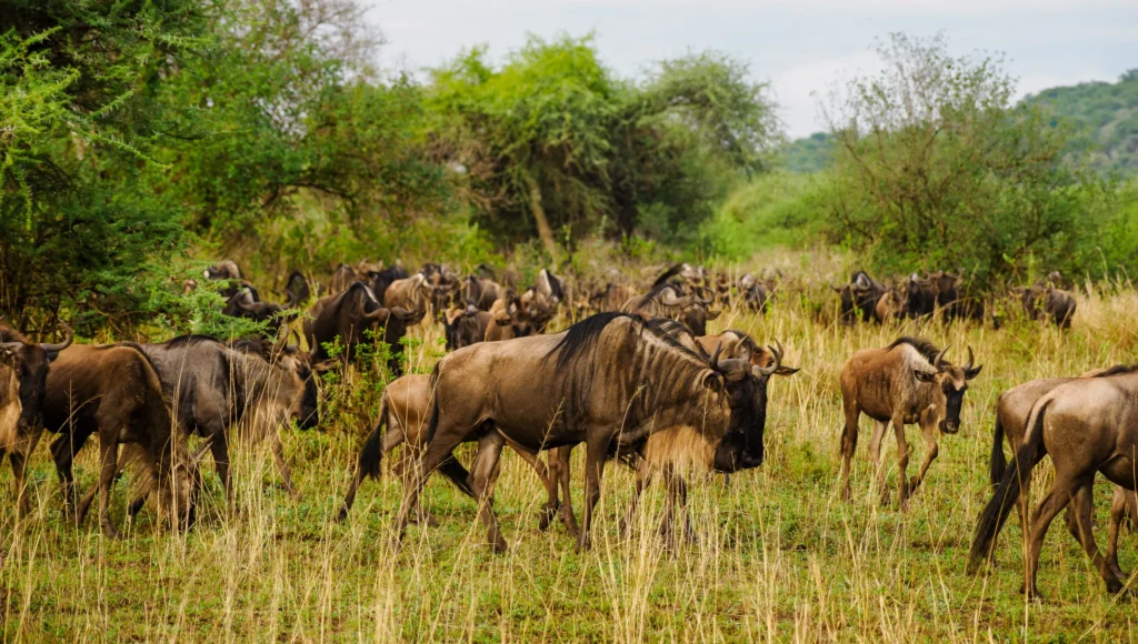 Natural World Kenya Safaris