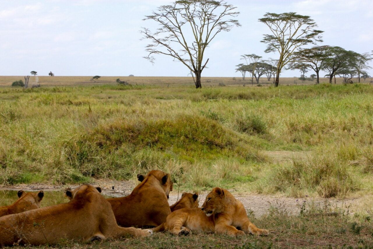 11-Day Kenya & Tanzania Big Five Safari with Zanzibar