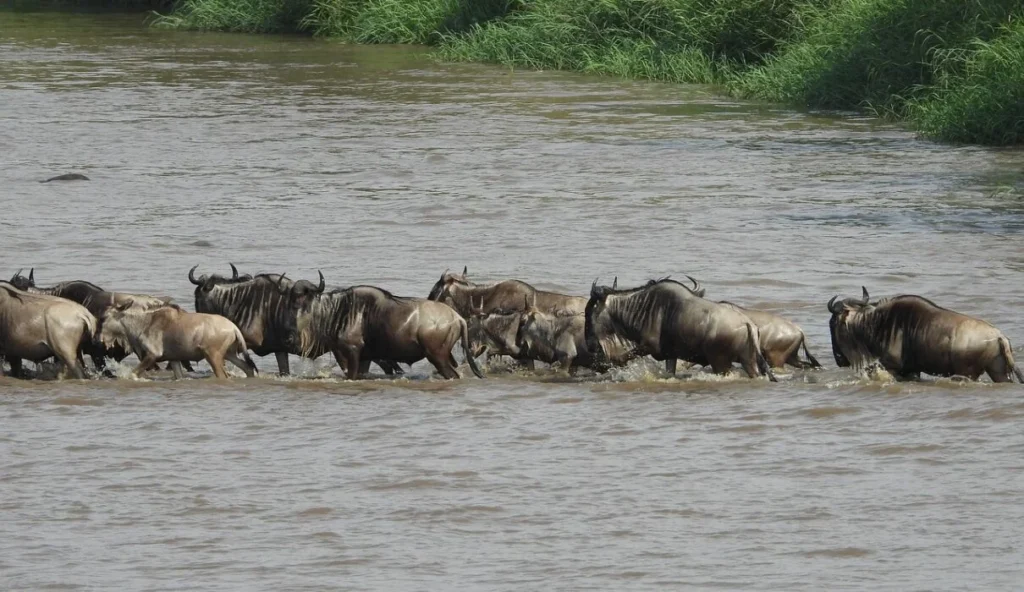 5-Day Great Migration–River Crossing S