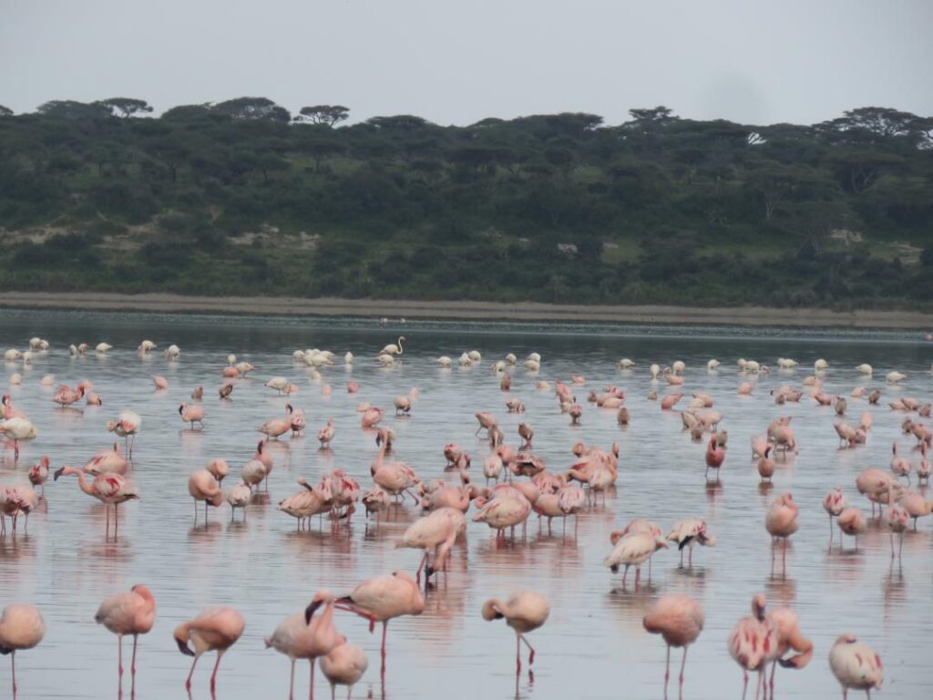 5-Day Group Tour Manyara Serengeti Ngorongoro Tarangire
