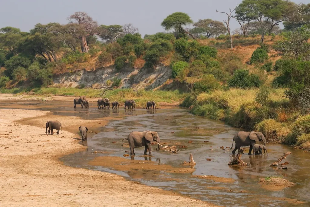 5-Day Guided Tour of Tarangire, Serengeti & Ngorongoro 