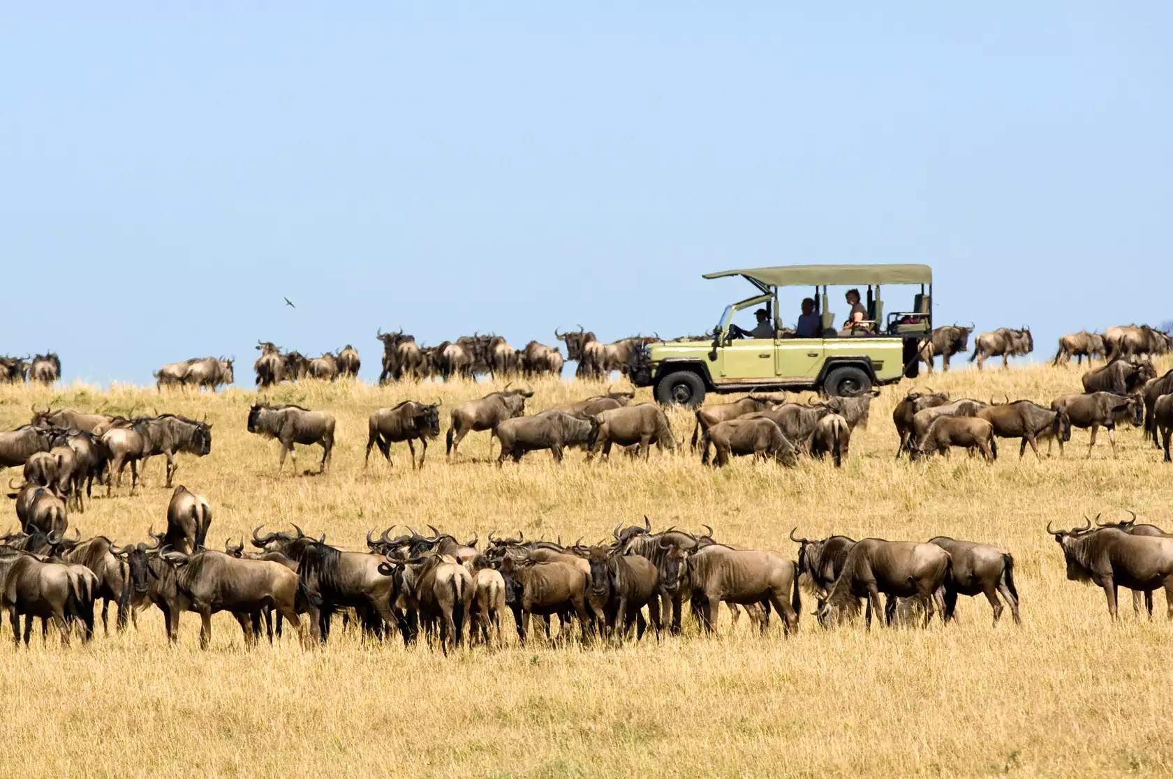 8-Day Great Migration Safari