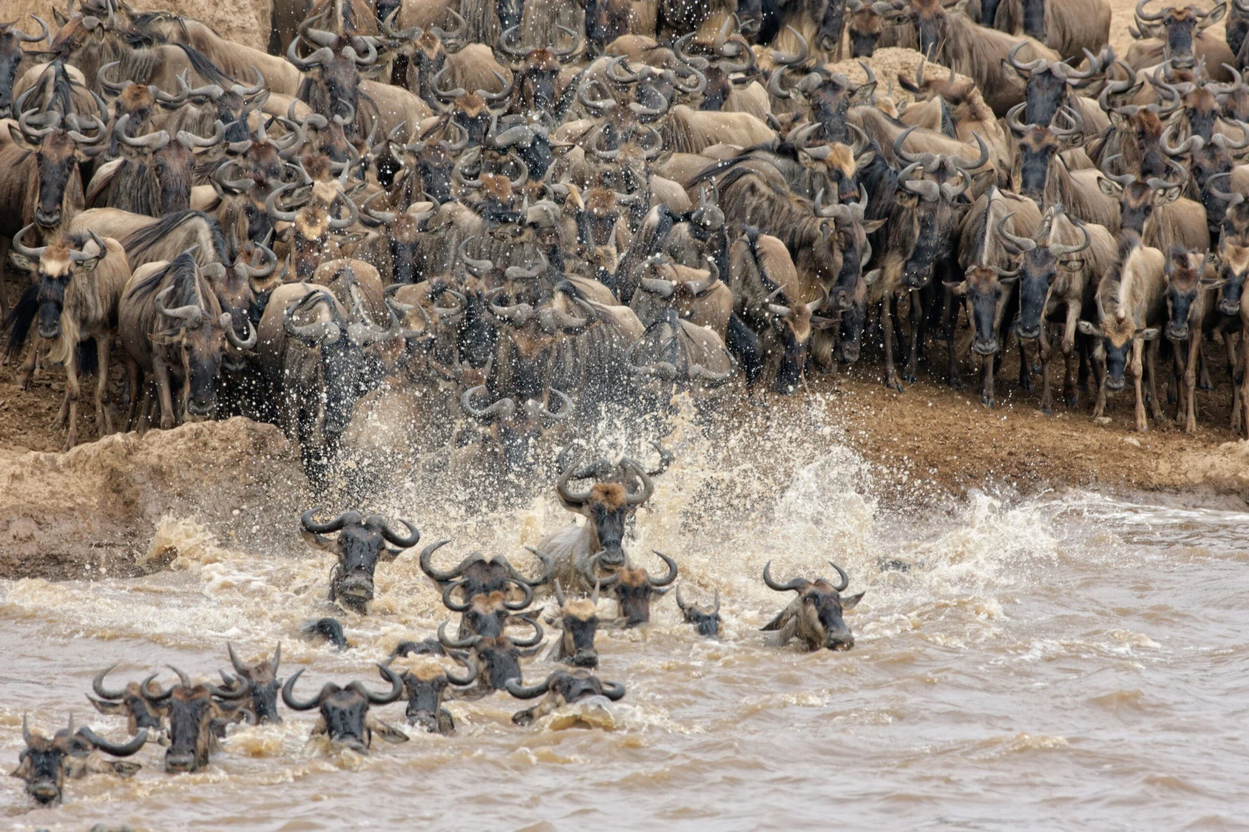 8-Day Mara River Wildebeest Migration