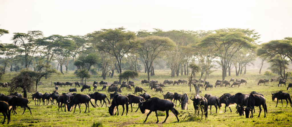 8-Day Mid Range - Serengeti Wildebeest Migration Safari