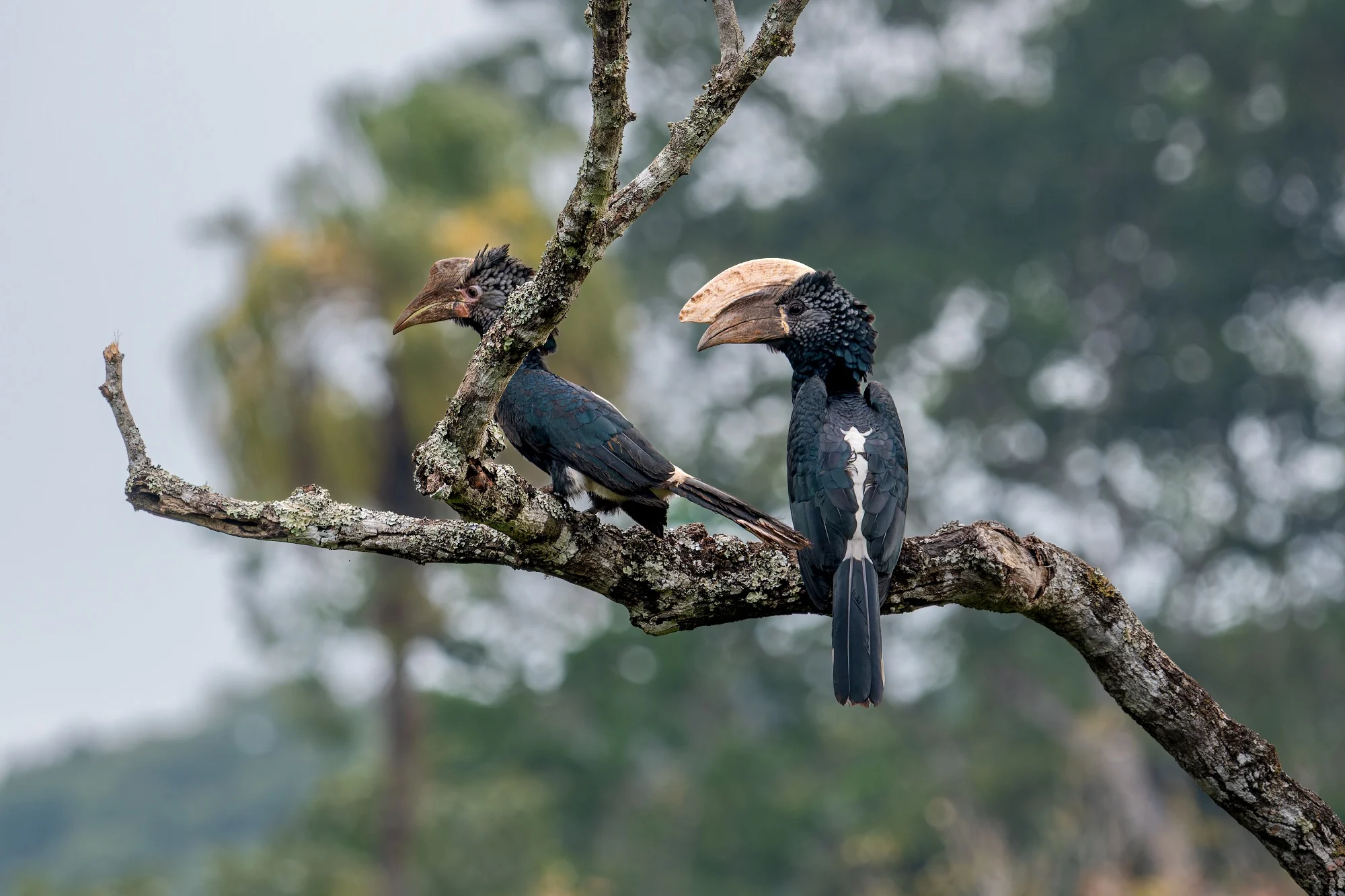 9-Day Birding Usambara Mountains