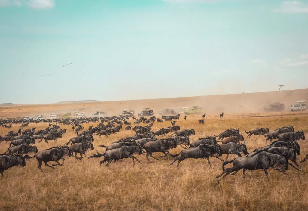 9-Day Mid Range Serengeti Wildebeest Migration