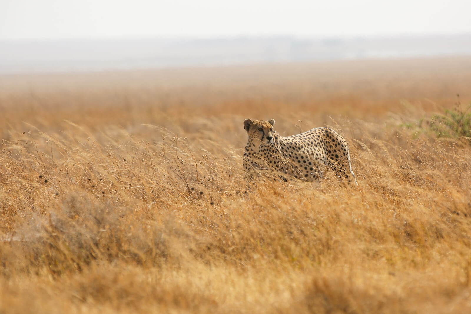 9-Day Tanzania Northern Circuit Mid-Range Safari
