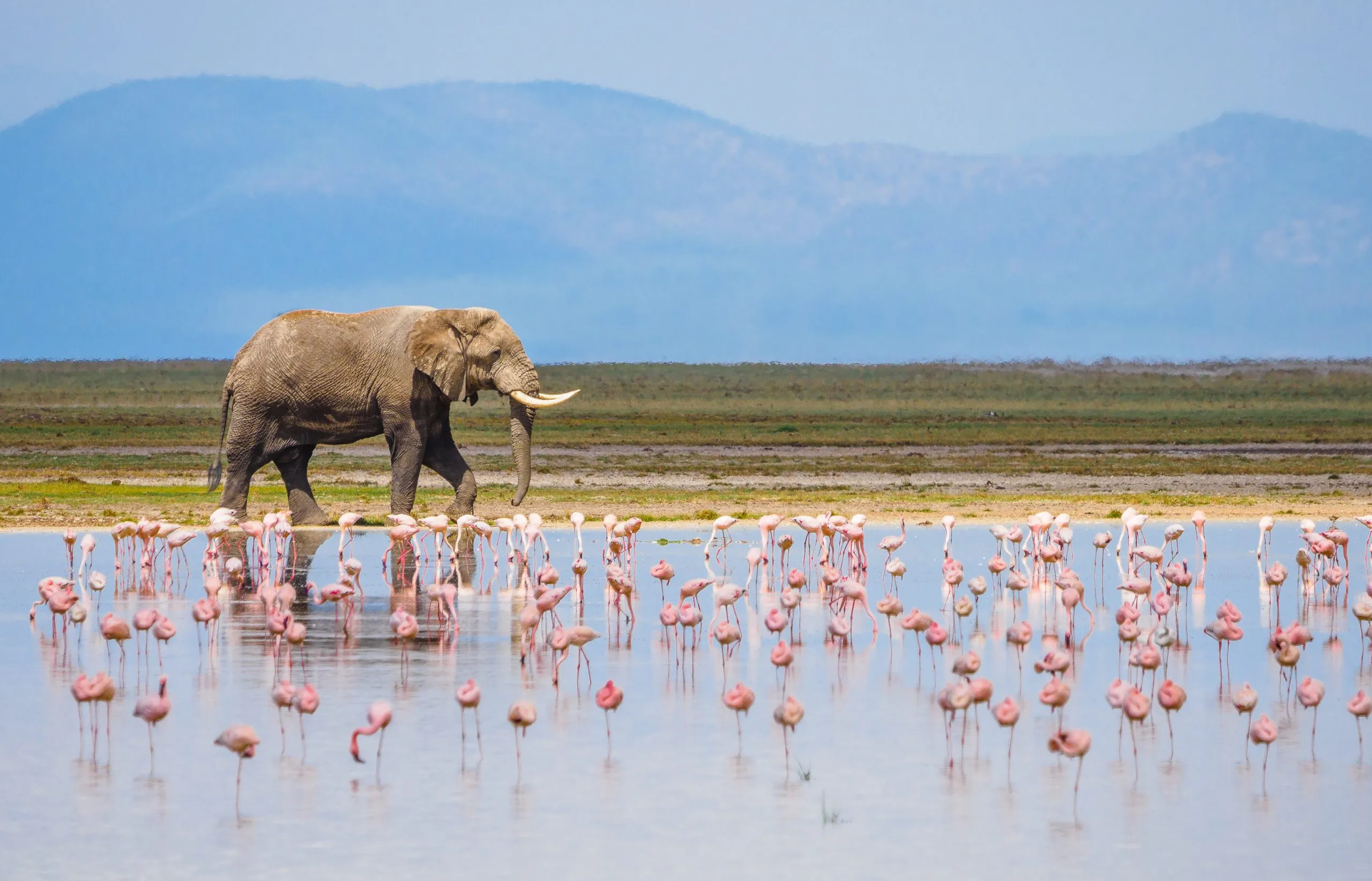 9-Day Tanzanian Elephants to Flamingos Comfort Safari