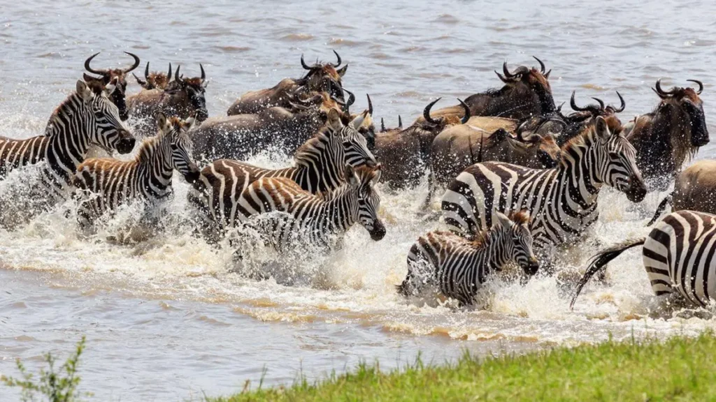 3-Day Serengeti–Ngorongoro–Tarangire Safari from Zanz’B