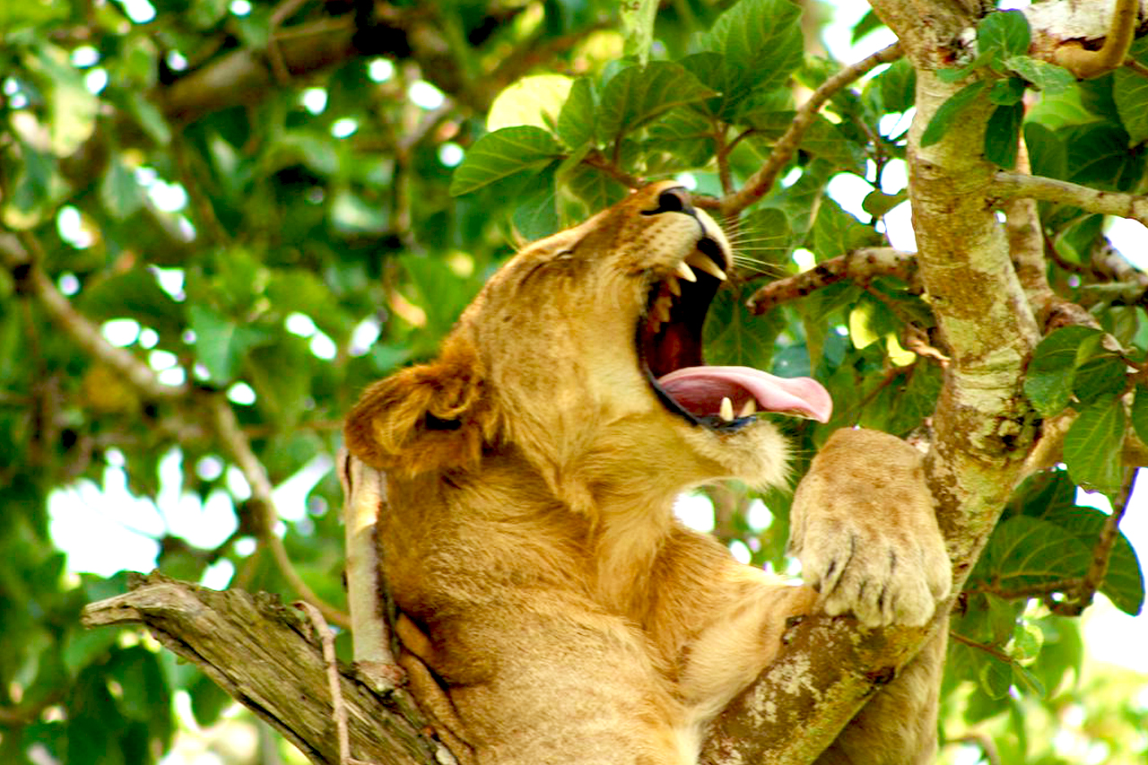 5-Day Best of Tanzania (Luxury) Safari